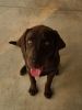 Chocolate Lab for Sale