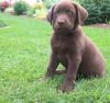 Meet these sweet Chocolate Labrador pups