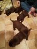AKC registered chocolate labs