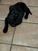 Beautiful 8 wk old female black lab must re home