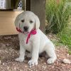 adorable male and female labrador puppies