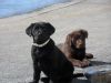 Chocalate and Black lab puppies for sale