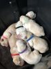 AKC registered Labrador retriever pups