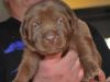 Chocolate Labrador Retrievers puppies for sale