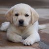 Labrador retriever puppy available for sale