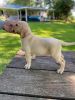 Cream White English Labrador Pup