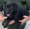 Akc black lab puppy