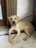 Labrador Dog for sale …price 15,000/-