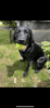 Black Labrador Retriever, 6mo for sale