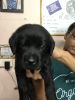 Black heavy bone Labrador puppies for sale in Chennai