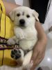 6 week old White Labrador Puppy for sale
