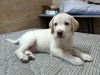Cute little labrador puppy available for sale in delhi