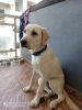 Lab of 8 month old with fully vaccinated for sale