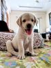 male lab puppy for sale