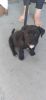 Labrador retriever puppy for sale