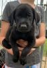Labrador retriever For Sale