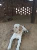 Labrador Dog 9 months