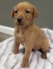Cute brown Labrador puppy for sale