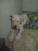 My Labrador puppy is very best and lovely . My puppy is white.