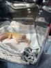 Female leopard gecko and all supplies
