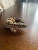 Male leopard geckos for sale 60$ each