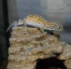 Leopard gecko for sell-cage and associates included