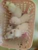 40 days White male lhasapsoo puppies for sale