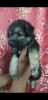 Lashapso terrier male puppy available in Chennai contact xxx-xxxx-xxx