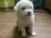 35 days old Lhasa apso male puppy pure home breed for sale