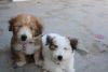 Cute & Fluffy Lhasapso Puppies