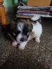 Pure breed lhasa apso for sale