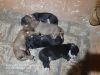 Lhasa Apso Brown and male puppies