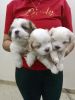 Sale of Lhasa apso female puppies