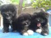 45 days old lhasa apso puppies for sale