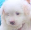 Pure Lhasapso 1 Male Pup,white colour for sale