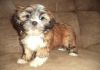 Lhasa Apso Puppies for Sale