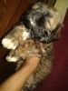 Lhasa Apso male pup for sale 2 month old