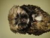 LHASA APSO )) MALE PUP FOR SALE