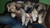 Pure Lhasa Apso male pup for sale