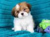 Lhasa Apso Puppies For Sale, Male And Female