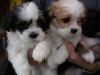 Quality Lhasa Apso Puppies