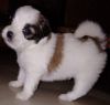 Lhasa male and female for sale