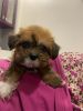 Lhasa puppy for sale