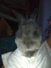 Blue Lion Head Bunny for Sale needs new loving home