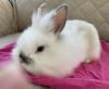 Sweet baby bunny needs a new home!