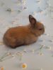 Easter Bunny Baby Lionhead Bunny Perfect for Easter Adorable -