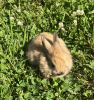 Meet Brownie-Fluffy Farm Raised Lionhead Bunnies
