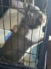 Selling a beautiful Lionhead rabbit with cage water bottle n hay