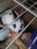 4 Month Black and White Male Lionhead Mix Bunny Rabbit