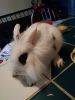 Four month Black and Whited Spotted Lionhead Mix Bunny Rabbit